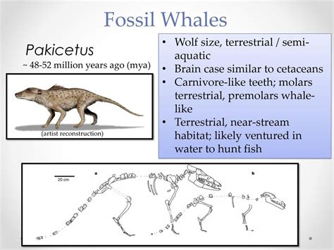 Pakicetus Habitat