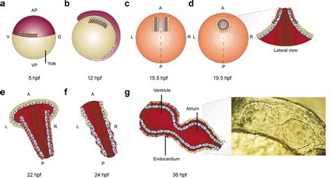 Zebrafish cardiac development a) Cardiac precursor cells are located in... | Download Scientific ...