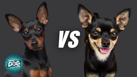 Miniature Pincher VS Chihuahua - What is the differences? - YouTube