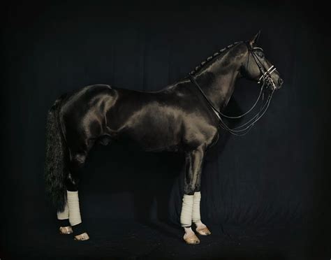 personal work | Black horses, Dressage horses, Dressage