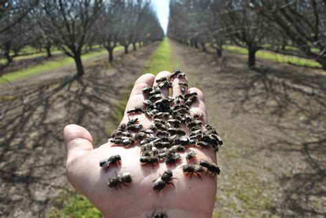 Blue Orchard Bee As Alternative Pollinator | The Integrated Crop Pollination Project