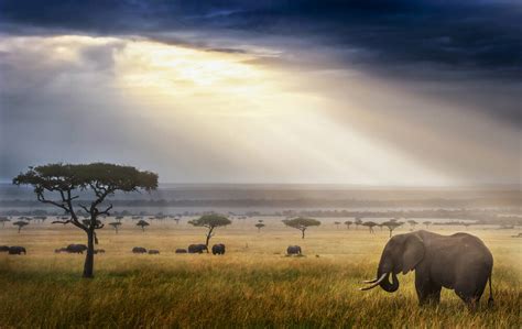 The rain of light on the African grassland - Photographic print for sale