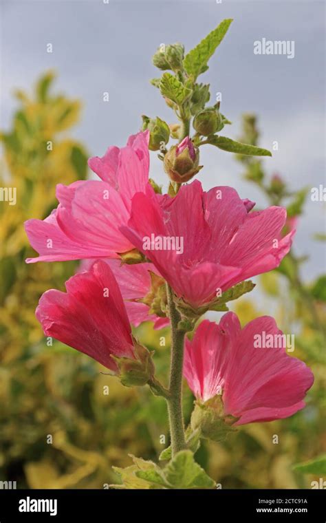 Pink Lavatera flowers Stock Photo - Alamy