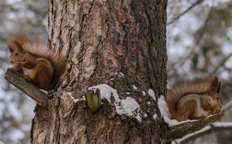 Squirrels Eating Nuts 1920 x 1200 widescreen Wallpaper