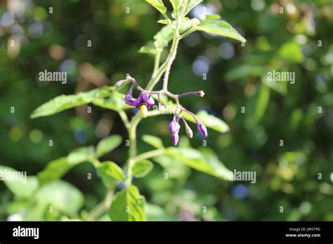 Deadly nightshade flowers uk hi-res stock photography and images - Alamy