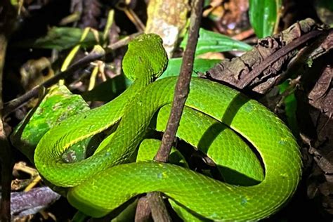 Monteverde: Wildlife Observation Night Walking Tour in Costa Rica