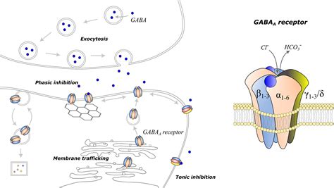 Fundamental Neurochemistry Review: GABAA receptor neurotransmission and epilepsy: Principles ...