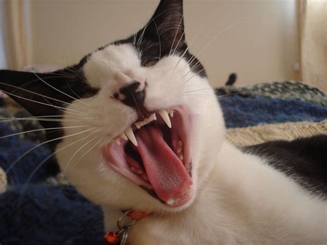 My, what big teeth you have! | I love cats, Big teeth, Cats