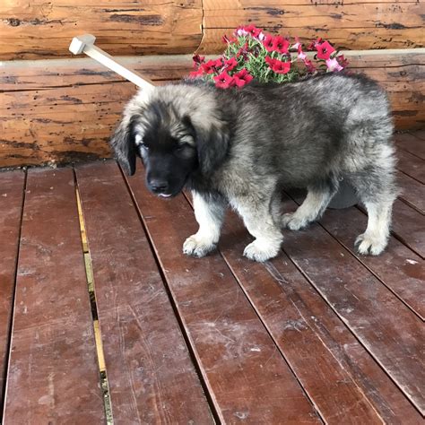 Leonberger Puppies For Sale | Rexford, MT #281668