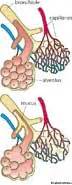 Panacinar emphysema, panlobular emphysema - definition of panacinar ...