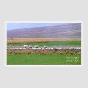 Icelandic Fall Scenery with Sheep Photograph by Barbie Corbett-Newmin | Fine Art America