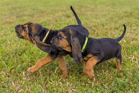 About The Breed: Bloodhound Highland Canine Training | lupon.gov.ph