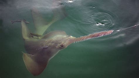 A man could get a year in prison and a $50,000 fine for killing an endangered sawfish | FOX 4 ...