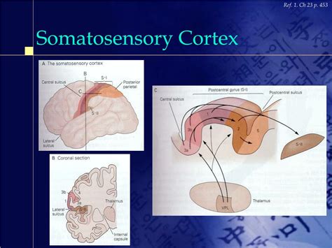 PPT - Somatosensory Sensation & Motor Functions PowerPoint Presentation - ID:7043654