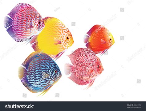 855 Discus Fish Stock Vectors, Images & Vector Art | Shutterstock