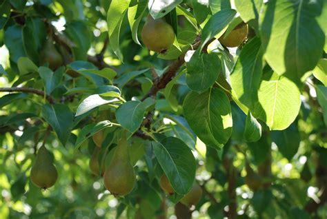 Growing Pear Trees Too Challenging For Southeast Gardeners? | What Grows There :: Hugh Conlon ...