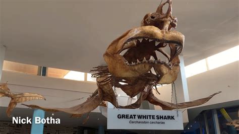 Great White Shark Skeleton - YouTube