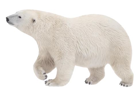 Polar Bear PNG Transparent Polar Bear.PNG Images. | PlusPNG