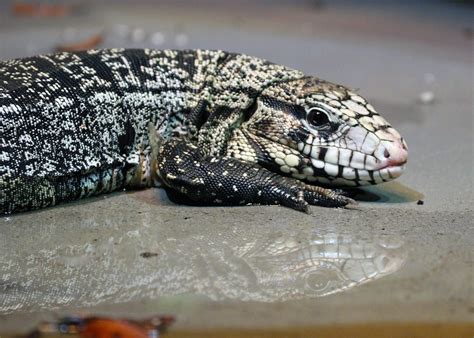 Species Highlight: The Argentine Tegu - Greater Cleveland Aquarium