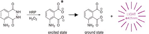 Enhanced chemiluminescence. Luminol is a widely used chemiluminescent... | Download Scientific ...