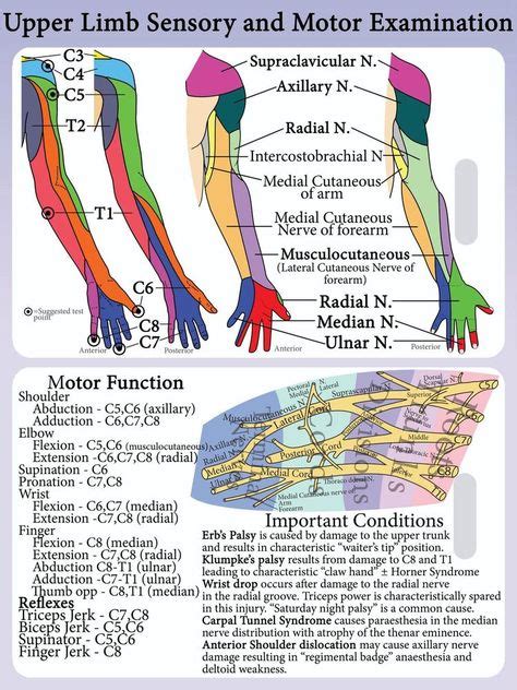 Upper Limb Dermatome Myotome Lanyard Reference Card Brachial Plexus | Images and Photos finder