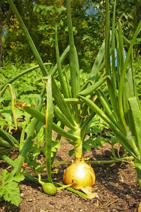 Best (and Worst) Onion Companion Plants: Backed by Science - Growfully