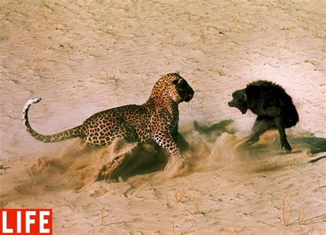 Top 5 fierce animal fight pictures (5 pics) | Amazing Creatures