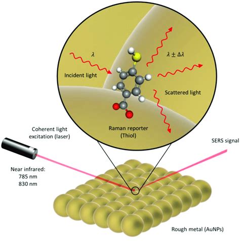 3 | Diagram of SERS effect where the Raman molecule reporter is a thiol (4- | Download ...