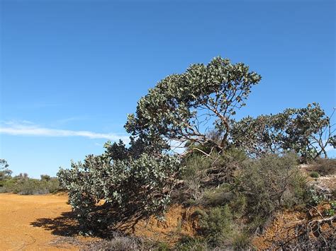 Esperance Wildflowers: Eucalyptus pleurocarpa – Tallerack