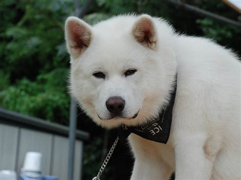 All Wallpapers: Akita Puppies hd Wallpapers 2013