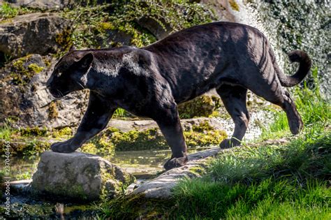 Black jaguar Stock Photo | Adobe Stock