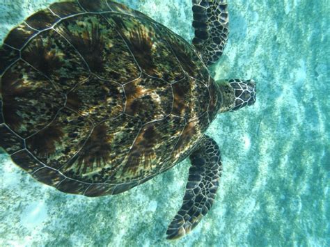 Terancam Punah, Penyu di Kepulauan Derawan Dibantai | PROFAUNA