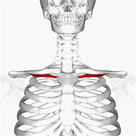 Subclavius muscle | Human muscle anatomy, Physiotherapy clinic, Medical drawings