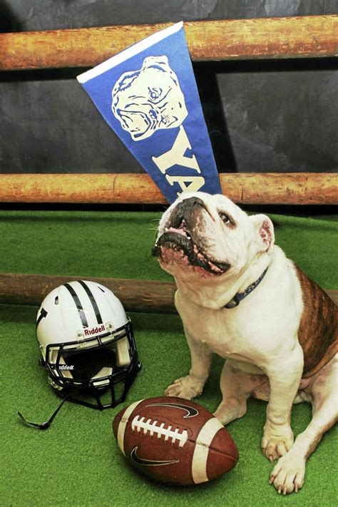 Yale mascot Handsome Dan XVII, aka Sherman, passes away