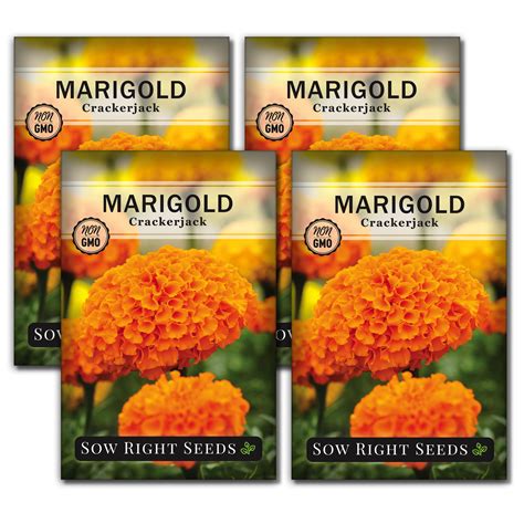 Crackerjack Marigold Seeds - Non GMO Heirloom Varieties for your Flower Garden - 4 Pack ...