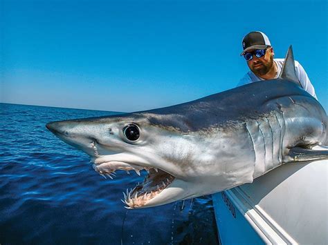 Mako Shark Fishing - Fin and Field Blog