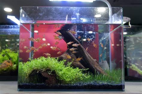 Best Ways to Stock a Five-Gallon Fish Tank For Beginners