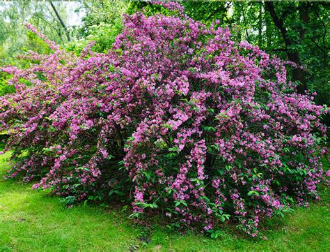 Weigela Guide: How to Grow & Care for These Shrubs