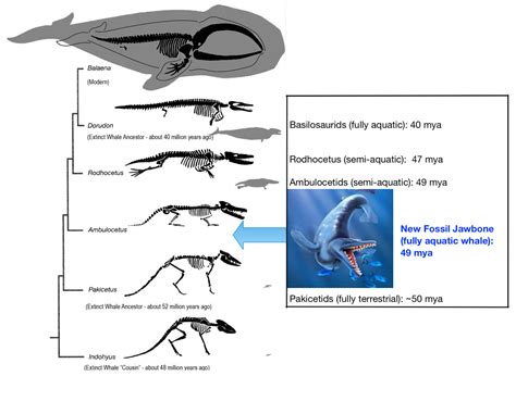 Analysis of the Post-chareidi Phenomenon : Whale Evolution and Skepticism