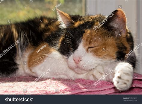 2,704 Calico cat sleeping Images, Stock Photos & Vectors | Shutterstock