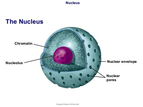 Nucleus Drawing at GetDrawings | Free download