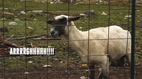 Screaming Sheep GIFs - Find & Share on GIPHY