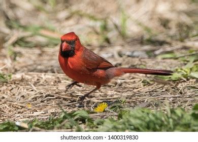 Male Northern Cardinal Natural Habitat Stock Photo (Edit Now) 1400320289