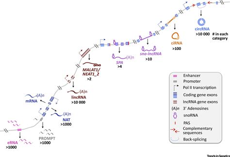 The Diversity of Long Noncoding RNAs and Their Generation: Trends in Genetics