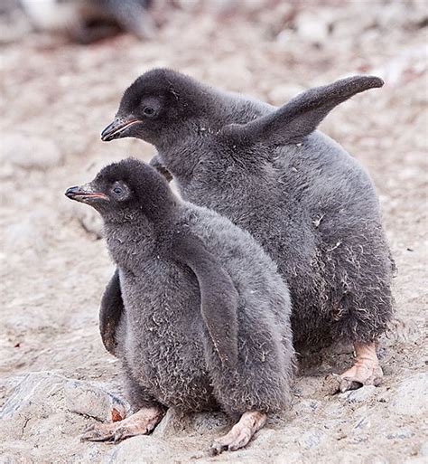 1000+ images about Adelie penguin on Pinterest | Baby penguins, Photos ...