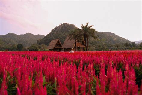 สดใสบานฉ่ำ ต้อนรับบรรยากาศปลายฝนต้นหนาวที่ Hokkaido Flower Park Khaoyai - ต้องไปแล้วแหละ