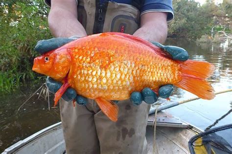 Discarded goldfish are growing to the size of footballs | WIRED UK