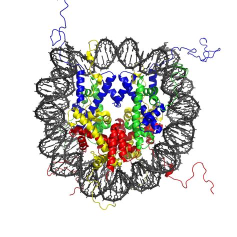 Nucleosome - wikidoc