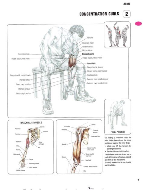 Strength Training Anatomy 2nd Edition