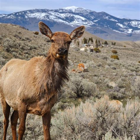 Where to See Wildlife Within 2 Hours of Denver | Currently Elsewhere